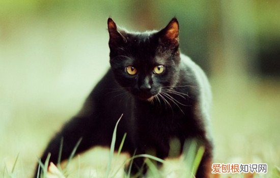 猫咪经常舔自己 不是很多细菌吗 猫咬自己屁股,猫舔自己屁股不觉得臭吗,猫舔自己屁股会感染细菌吗