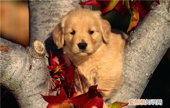 狗狗心衰能活多久 狗狗尽早治疗治愈可能越大哦!