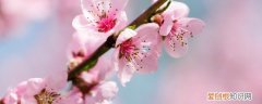 家里春节桃枝挂什么好 为什么新年要放桃枝