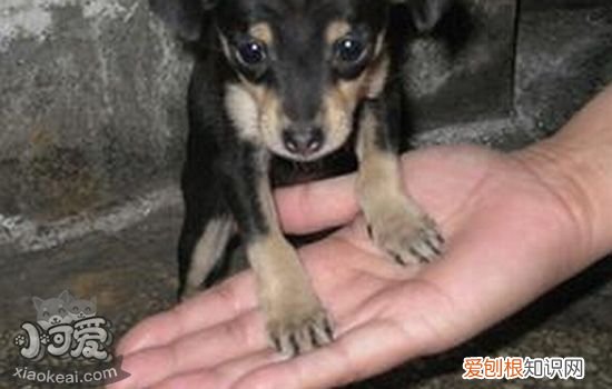 小狗爪子长吃什么药物 小狗趴蹄是什么样的