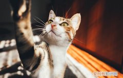 被猫抓出血要打针吗,被猫抓出血了一定要打针吗,被猫抓出血了要不要打疫苗