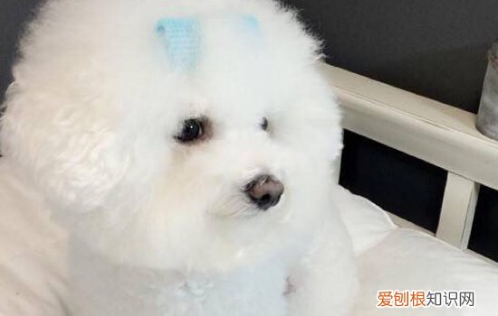 狗下体流褐色血 姨妈和子宫蓄弄，你要区分