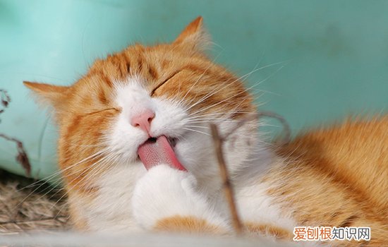 被猫抓伤了针眼大小出血,被猫抓了针眼大小伤口,被猫抓了针眼大的小口