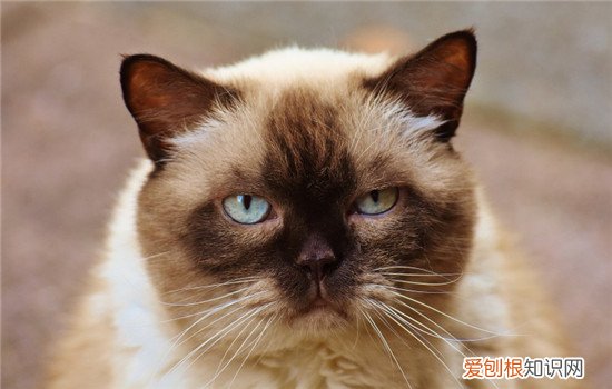 给猫剪发型 猫适合做什么发型,猫剪什么发型好看,猫咪发型要怎么做