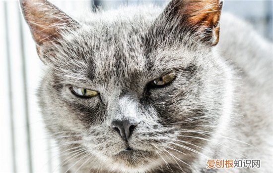 给猫剪发型 猫适合做什么发型,猫剪什么发型好看,猫咪发型要怎么做