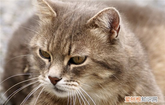 给猫剃毛什么时候比较好,夏季有必要给猫剃毛吗,夏天什么时候可以给猫剃毛