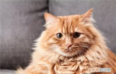 给猫剃毛什么时候比较好,夏季有必要给猫剃毛吗,夏天什么时候可以给猫剃毛