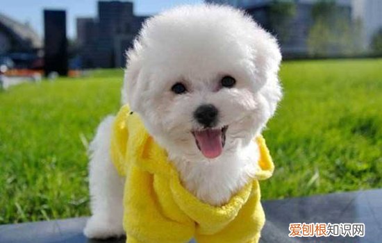 老年狗狗喝水多尿多 这些症状可能是生病前兆