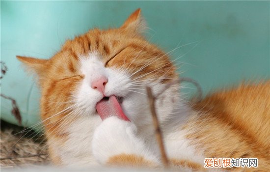 猫为什么喜欢用爪子洗脸,猫为什么喜欢洗脸卫生吗,为什么猫喜欢洗脸