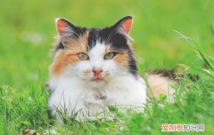 猫为什么喜欢用爪子洗脸,猫为什么喜欢洗脸卫生吗,为什么猫喜欢洗脸