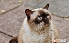 夏天可不可以给猫剃毛 为什么不能给猫剃毛,夏天能不能给猫剃毛,能不能给猫剃毛
