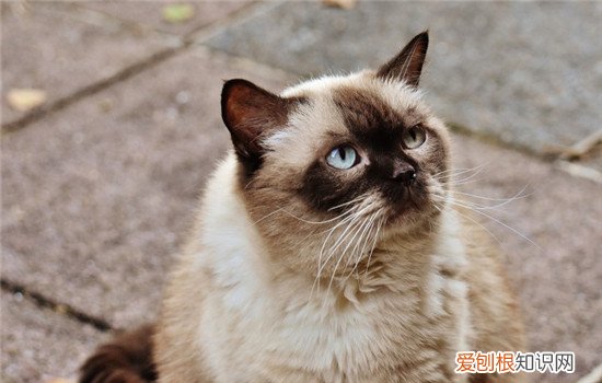 夏天可不可以给猫剃毛 为什么不能给猫剃毛,夏天能不能给猫剃毛,能不能给猫剃毛