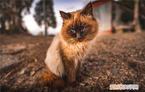 夏天可不可以给猫剃毛 为什么不能给猫剃毛,夏天能不能给猫剃毛,能不能给猫剃毛