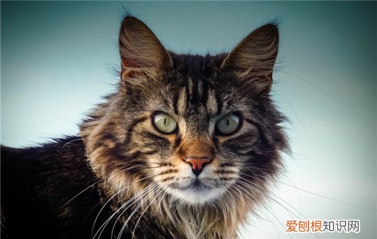 给猫剃毛要注意什么,什么时候给猫剃毛比较好,猫剃毛了什么时候能长好