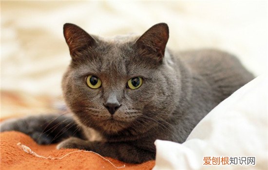 给猫剃毛要注意什么,什么时候给猫剃毛比较好,猫剃毛了什么时候能长好