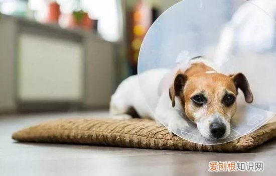 狗得急性胃扭转是什么原因 又是主人的锅？