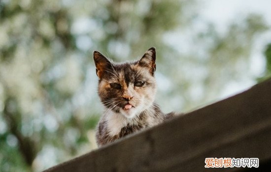 为啥猫拉屎要埋 猫为什么要埋自己的粪便,猫为什么要埋屎,猫为什么要埋粑粑