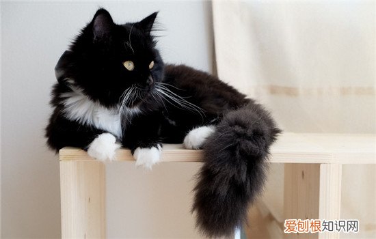 猫喜欢看主人上厕所,猫喜欢陪主人上厕所,猫为什么会喜欢看人上厕所