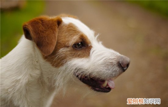 狗低血糖有什么症状 幼犬和产后母犬最易低血糖