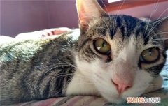 猫咪泪痕是为什么 猫泪痕是什么,猫咪泪痕是什么样子,猫泪痕是什么引起的