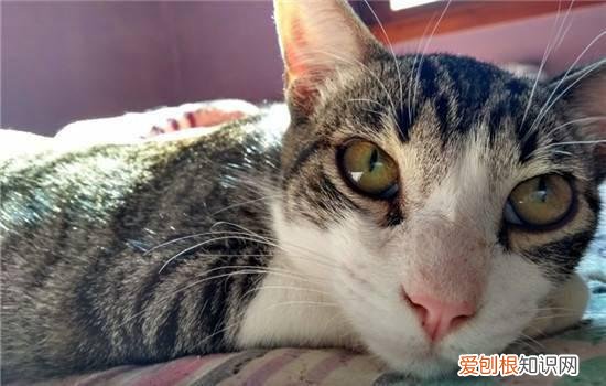 猫咪口臭是肠胃不好吗 猫口臭是什么原因,猫口臭是因为什么,猫口臭是肠胃不好吗