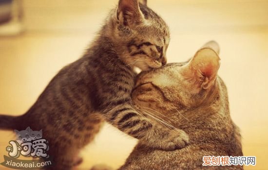 猫妈妈为什么会对小猫吼,猫妈妈为什么一直对小猫叫,猫妈妈为什么对小猫凶