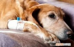 狗狗流黄鼻涕是为什么 可能是犬瘟中期!