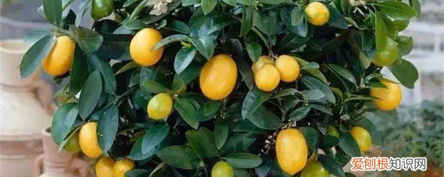 春节期间摆什么花卉好呢 春节家里摆什么花喜庆