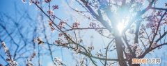 春节在家摆什么花好 春节家里适合摆什么花