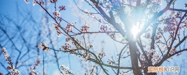 春节在家摆什么花好 春节家里适合摆什么花