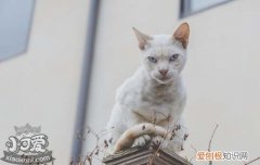 猫叫春是什么季节,猫叫春一般是什么季节,猫叫春在什么季节