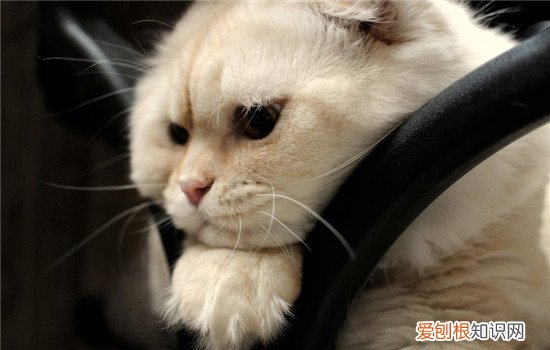 猫驱虫后虫后有什么反应,猫体内驱虫后会有什么反应,小猫内驱虫后出现什么反应