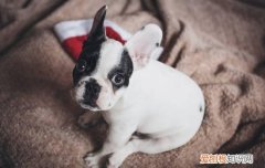 狗狗疝气是什么病 又和主人护理有关?