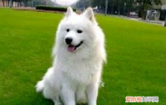 狗为什么会得肾衰竭 这真的要注意，别伤害你的狗狗了！