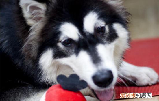 为什么狗豆子不能拔出 这东西一定不要硬拔啊!