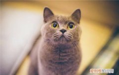 猫咪肠胃炎需要注意什么 猫怎么得肠胃炎,肠胃炎要怎么预防,猫肠胃炎注意什么