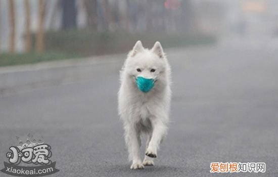 狗狗流黄鼻涕是怎么了 狗狗会流黄鼻涕的几种原因