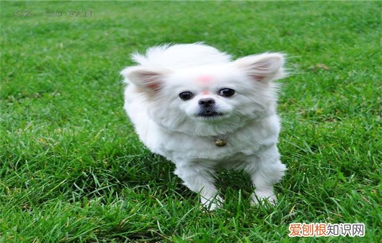 狗狗疫苗失败的原因 这些原因你得了解！