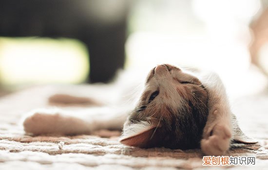 被猫抓了一下轻微破皮出了一点点血怎么办 被猫抓破皮出了一点血,被猫抓了一下轻微破皮,被猫抓出了一点点血