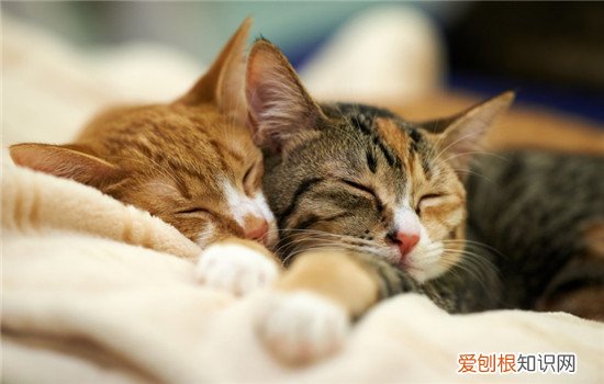 猫肠胃炎如何治疗 猫肠胃炎怎么治,猫肠胃炎怎么喂食,猫肠胃炎怎么调理