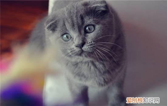 猫肠胃炎的症状及治疗 猫咪肠胃炎症状,猫咪肠胃炎怎么办,猫咪肠胃炎症状表现