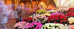 春节老家门口摆什么花好 春节摆什么花合适