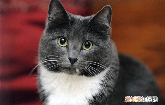 猫的肛门腺一定要挤吗 猫肛门腺怎么挤,猫肛门腺发炎,猫肛门腺一定要挤吗