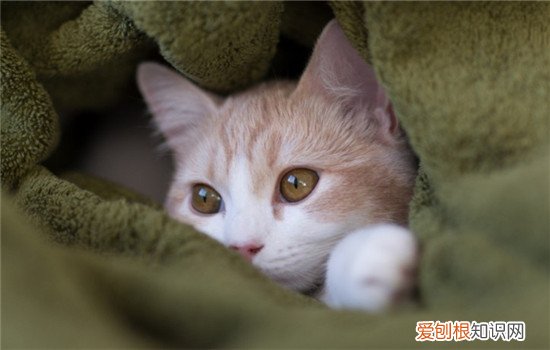 猫的肛门腺一定要挤吗 猫肛门腺怎么挤,猫肛门腺发炎,猫肛门腺一定要挤吗
