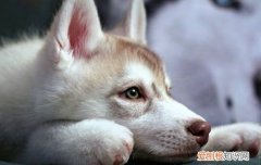 狗眼睛流青色粘状眼屎 结膜炎要重视哦！