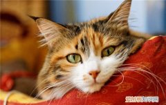 猫咪轻微中毒怎么办? 猫咪中毒的症状,猫咪中毒了怎么办,猫咪中毒了该怎么解毒