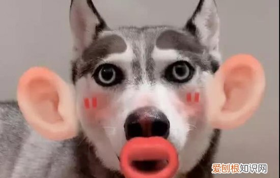 哈士奇呕吐白色泡沫 好像是犬瘟?