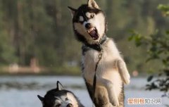 哈士奇呕吐白色泡沫 好像是犬瘟?