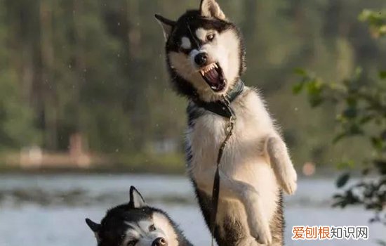 哈士奇呕吐白色泡沫 好像是犬瘟?