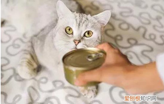猫罐头营养价值高吗 猫罐头对猫有什么作用,猫罐头对猫有营养吗,猫吃猫罐头有什么好处